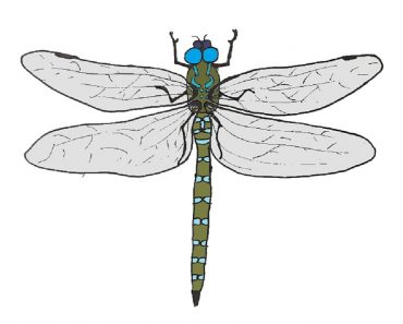 How to draw a Dragonfly step by step