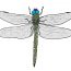 How to draw a Dragonfly step by step