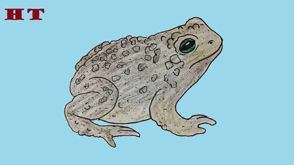 How to draw a toad step by step