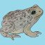 How to draw a toad step by step