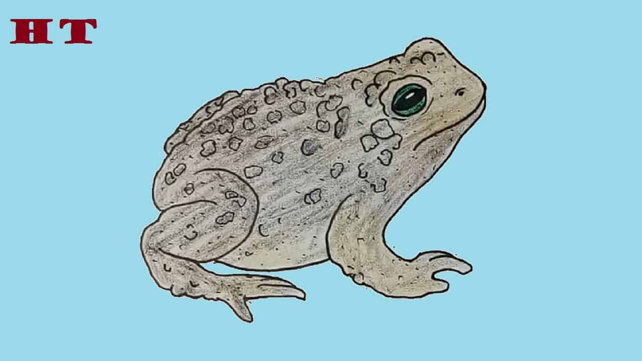 Unique Toad Sketch Drawing for Kids