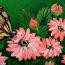 How to paint Flowers and Butterfly