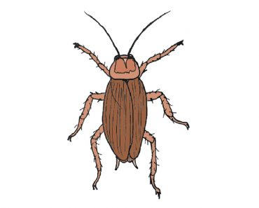 How to draw a cockroach step by step