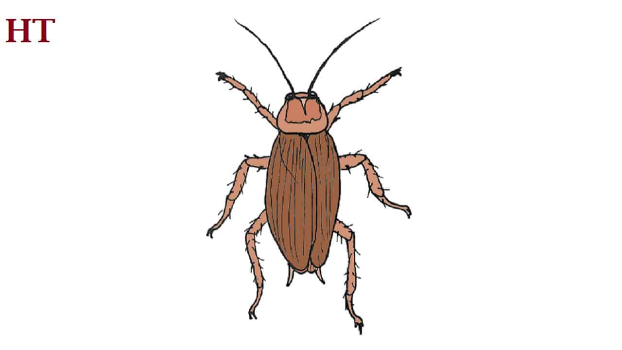How to draw a cockroach step by step
