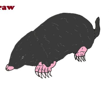 How to draw a Mole step by step
