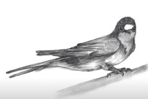 How to Draw a Barn Swallow step by step