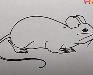 How to Draw a Brown Rat step by step