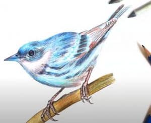 How to Draw a Cerulean Warbler step by step