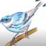 How to Draw a Cerulean Warbler step by step