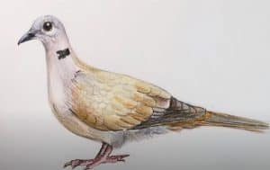 How to Draw a Collared Dove step by step