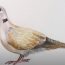 How to Draw a Collared Dove step by step