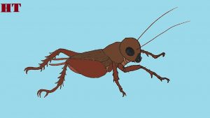 How to Draw a Field Cricket