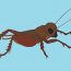 How to Draw a Field Cricket step by step