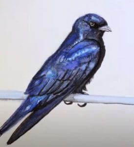 How to Draw a Purple Martin