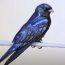 How to Draw a Purple Martin step by step