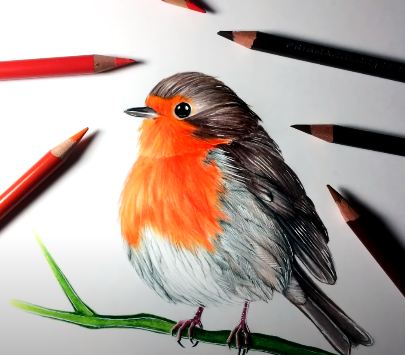 Featured image of post Sketch Robin Bird Cartoon Bird european robin watercolor painting drawing birds inverse color painting of bird on twig png clipart