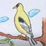 How to Draw an American Goldfinch step by step