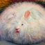How to Draw an Angora Rabbit step by step