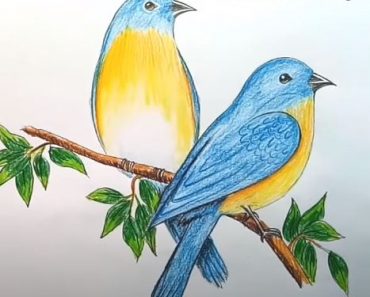 How to draw a Eastern Bluebird step by step