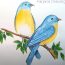 How to draw a Eastern Bluebird step by step