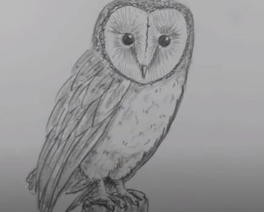 How to draw a Barn Owl step by step