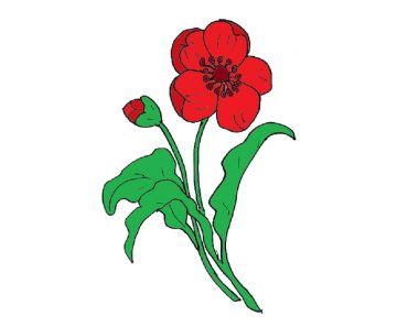 How to draw a poppy flower step by step