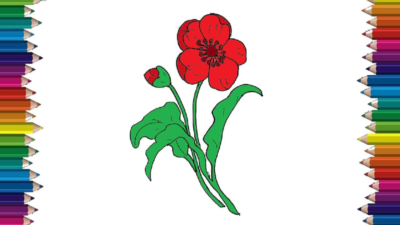 13 easy steps poppy flower drawing realistic poppy flower art - drawwiki on poppy flower drawing easy