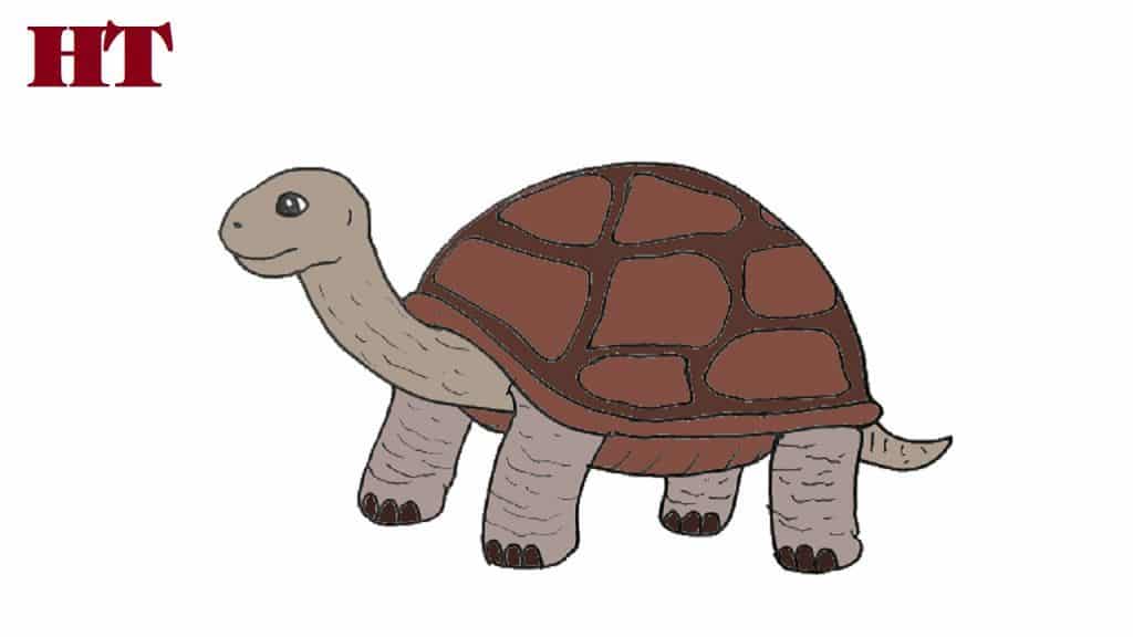 How to draw a tortoise