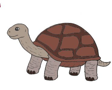 How to draw a tortoise step by step