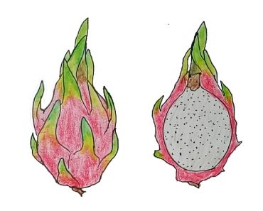 How to draw dragon fruit easy