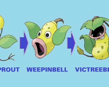 Bellsprout evolution drawing | Pokemon evolution