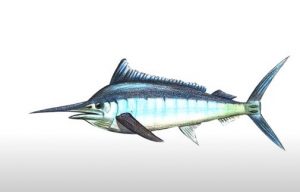 How to Draw a Black Marlin step by step
