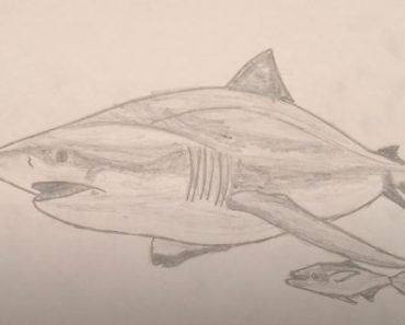 How to Draw a Bull Shark step by step