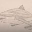 How to Draw a Bull Shark step by step