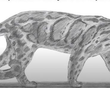 How to Draw a Clouded Leopard step by step