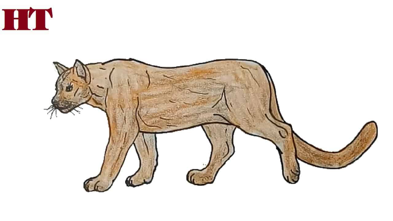 How to draw a cougar step by step