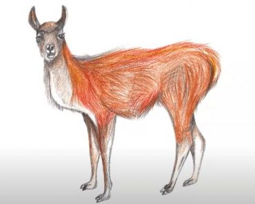 How to Draw a Guanaco step by step