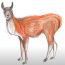 How to Draw a Guanaco step by step