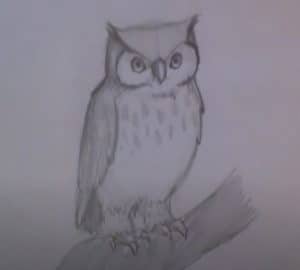 How to Draw a Little Owl