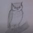 How to Draw a Little Owl step by step