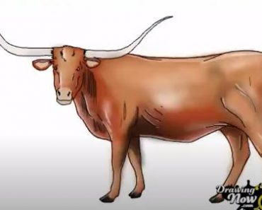 How to Draw a Longhorn Cattle step by step