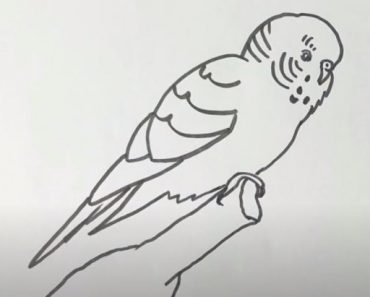 How to Draw a Monk Parakeet step by step