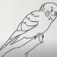 How to Draw a Monk Parakeet step by step
