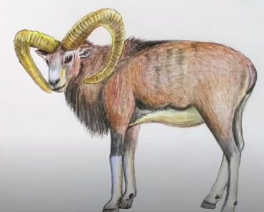 How to Draw a Mouflon step by step