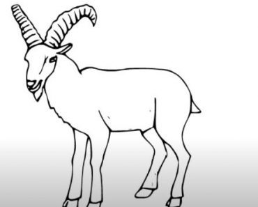How to Draw a Mountain Goat step by step