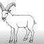 How to Draw a Mountain Goat step by step