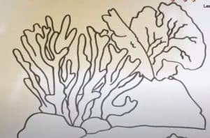 How to Draw an Acropora
