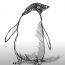 How to Draw an Adelie Penguin step by step