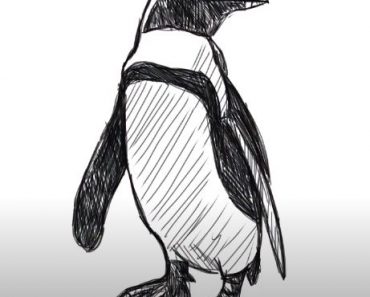 How to Draw an African Penguin step by step