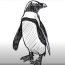 How to Draw an African Penguin step by step